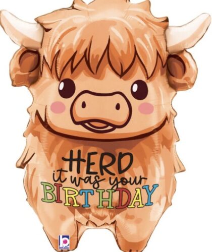 Highland Cow