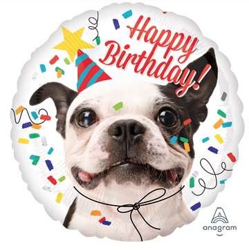 Birthday Bulldog